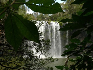 Dangar Falls from the rainforest foliage near the natural pool.