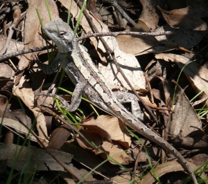 This little Nobbi Dragon skittered across my path as I walked to the viewing platform at Metz Gorge.