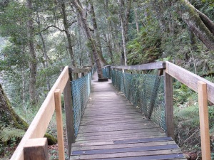 One of the timber walkways on the track to Dangar Falls.